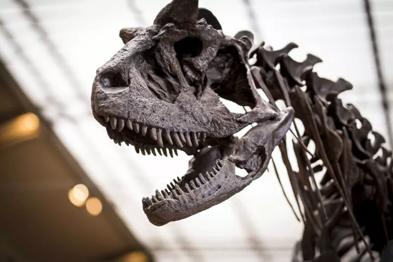 Crâne de Carnotaurus sastrei (Carnotaure)