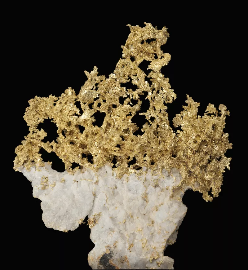 Or trouvé à l'état naturel ressemblant à un buisson doré posé sur du quartz blanc.