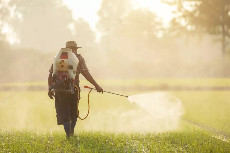 Un agriculteur vaporise du produit sur un champ de jeunes pousses.
