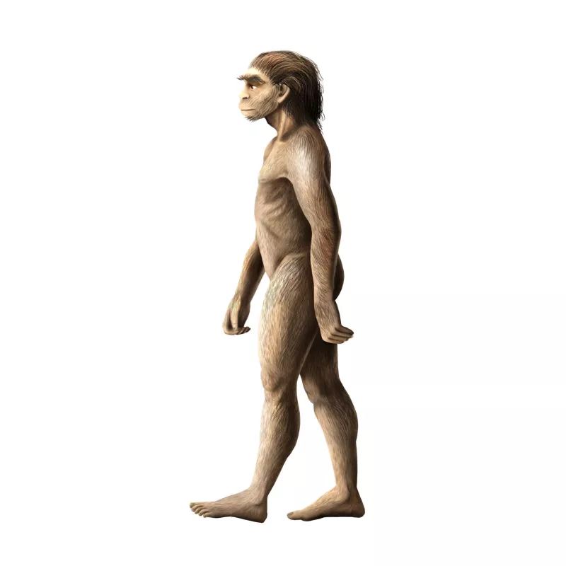 Homo erectus
