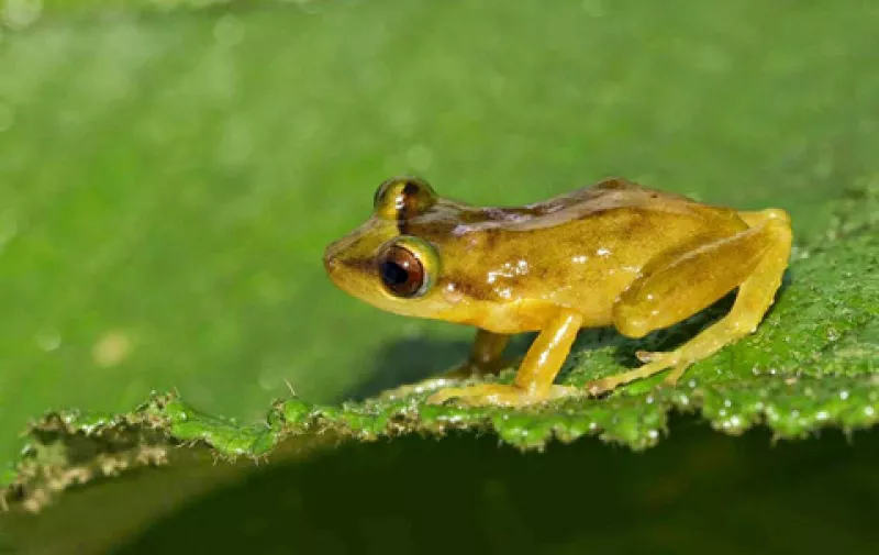 Récolte sous-marine Pristmantis - Santo