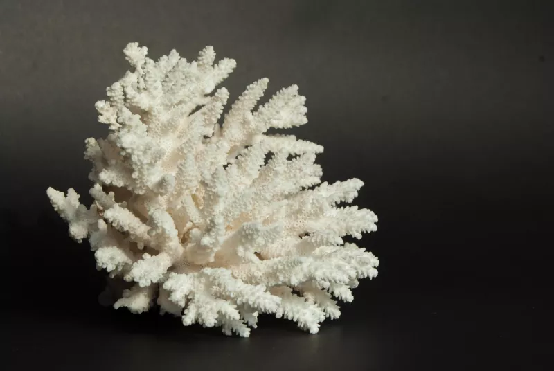 Corail blanc