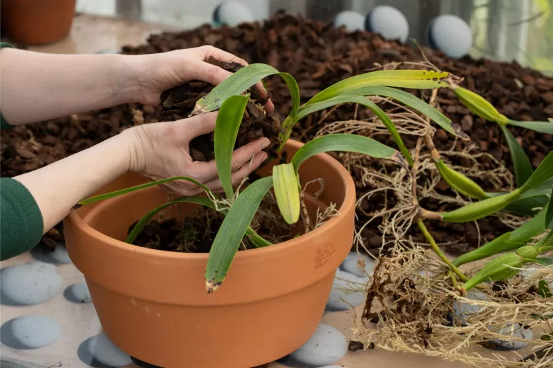 Sortie d'une orchidée de son substrat - rempotage