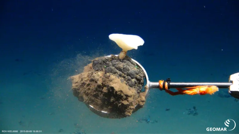 Les nodules de manganèse sont l'habitat de nombreuses formes de vie