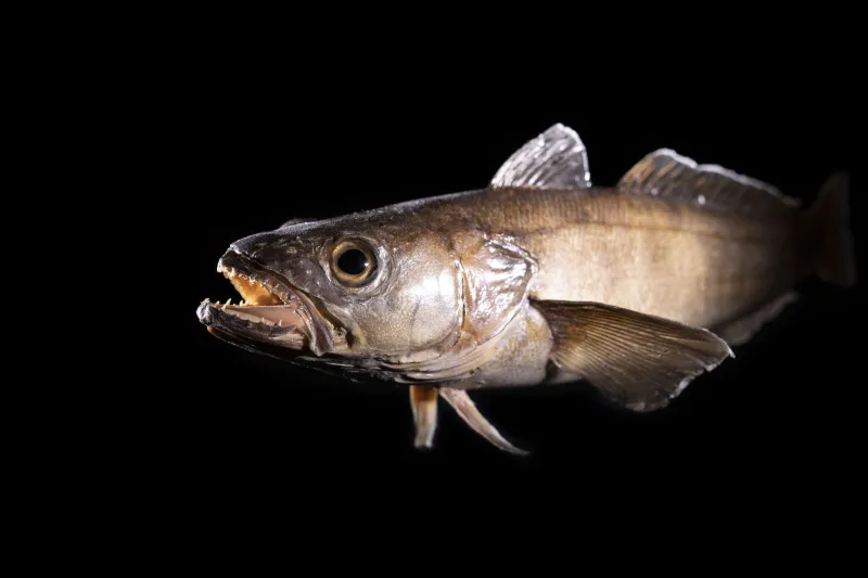 Légine australe (Dissostichus eleginoides)