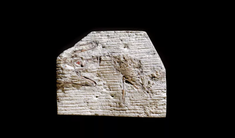 Peratherium cuvieri - "Sarigue de Cuvier"
