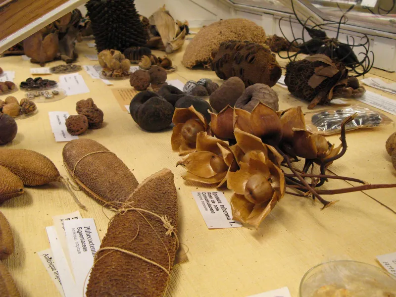 Photo en gros plan de graines et fruits dans la carpothèque de la graineterie du MNHN